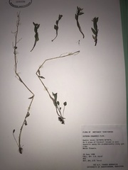 Eutrema edwardsii