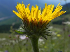 Pentanema montanum