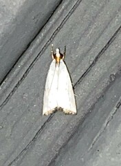 Argyria gonogramma