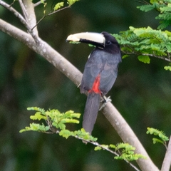 Pteroglossus aracari