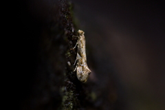 Crypsitricha mesotypa