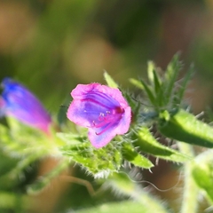 Echium creticum
