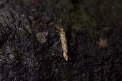 Crypsitricha mesotypa