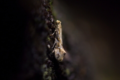 Crypsitricha mesotypa