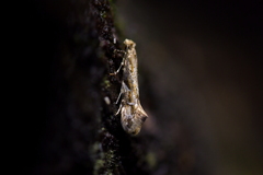 Crypsitricha mesotypa