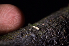 Crypsitricha mesotypa