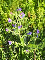 Echium creticum