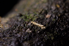 Crypsitricha mesotypa