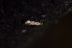 Crypsitricha mesotypa