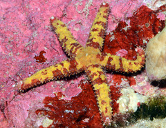Cistina columbiae