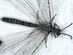 Glenoleon meteoricus