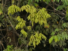 Ventilago madraspatana