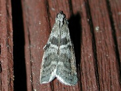 Actrix nyssaecolella