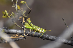 Bootettix argentatus