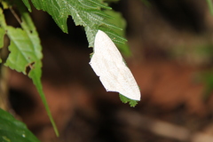 Acropteris ciniferaria