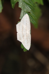 Acropteris ciniferaria