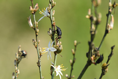Chlorophytum capense