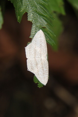 Acropteris ciniferaria