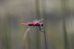 Tramea stenoloba