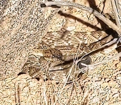 Crotalus molossus molossus