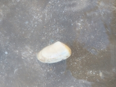 Amarilladesma mactroides