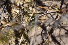 Campylacantha olivacea