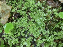 Rhizomnium punctatum
