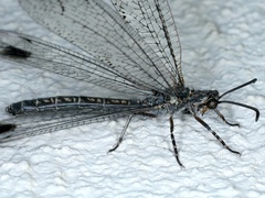 Glenoleon meteoricus