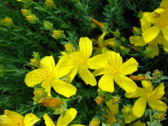 Hypericum olympicum