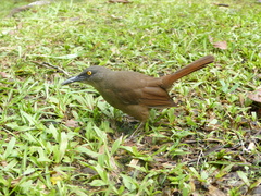 Cinclocerthia ruficauda