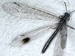 Glenoleon meteoricus