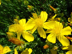Hypericum olympicum