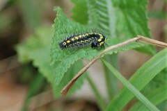 Callimorpha dominula