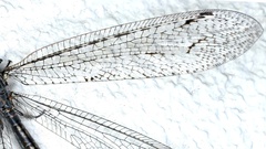 Glenoleon meteoricus