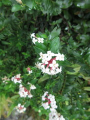 Pimelea longifolia