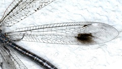 Glenoleon meteoricus