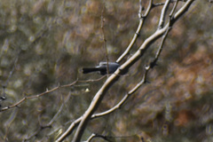 Polioptila