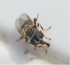 Cheilosia caerulescens