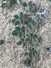 Acmispon heermannii