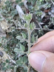 Acmispon heermannii