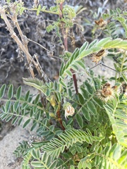 Astragalus nuttallii