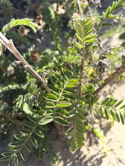 Astragalus nuttallii