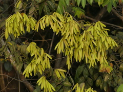 Ventilago madraspatana