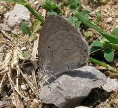 Celastrina neglecta