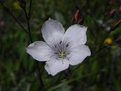 Linum tenuifolium