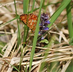 Boloria euphrosyne