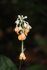 Calanthe