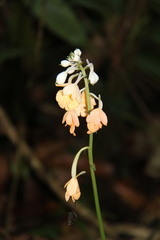 Calanthe