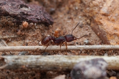 Tetramorium hispidum