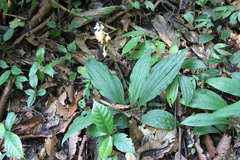 Calanthe